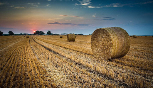 小麥秸稈怎么處理？螺旋給料機(jī)輸送小麥有妙用